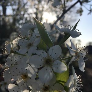 Meet your Posher, Eestrella